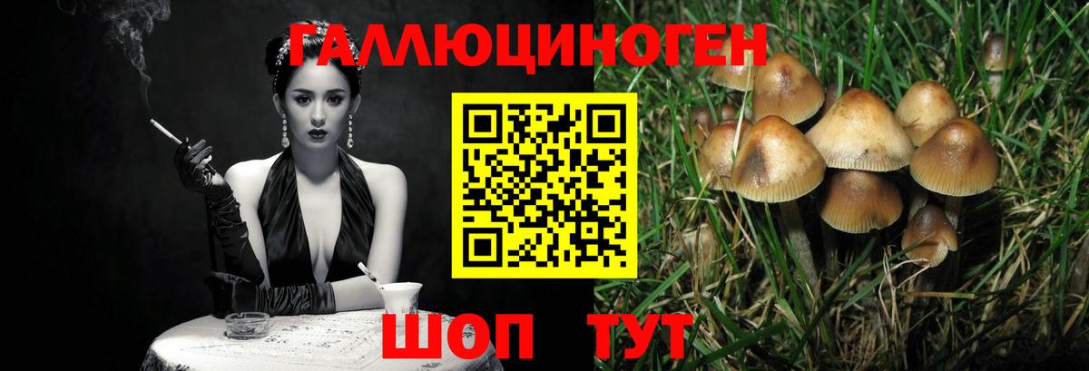 Галлюциногенные грибы Psilocybe  Вход с VPN  Сунжа 